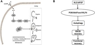 ALG-bFGF Hydrogel Inhibiting Autophagy Contributes to Protection of Blood–Spinal Cord Barrier Integrity via PI3K/Akt/FOXO1/KLF4 Pathway After SCI